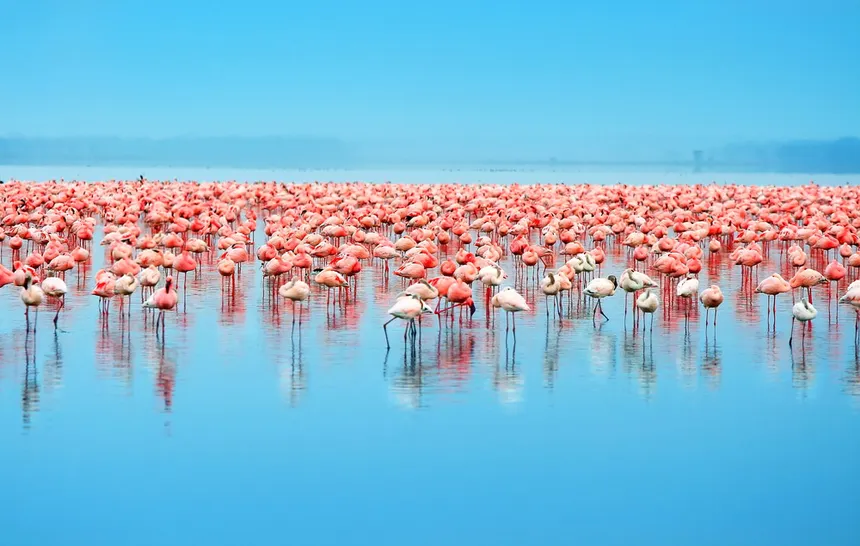 fla