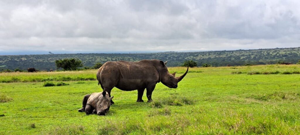 rhino