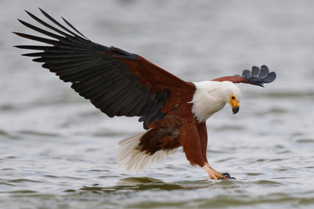 eagle