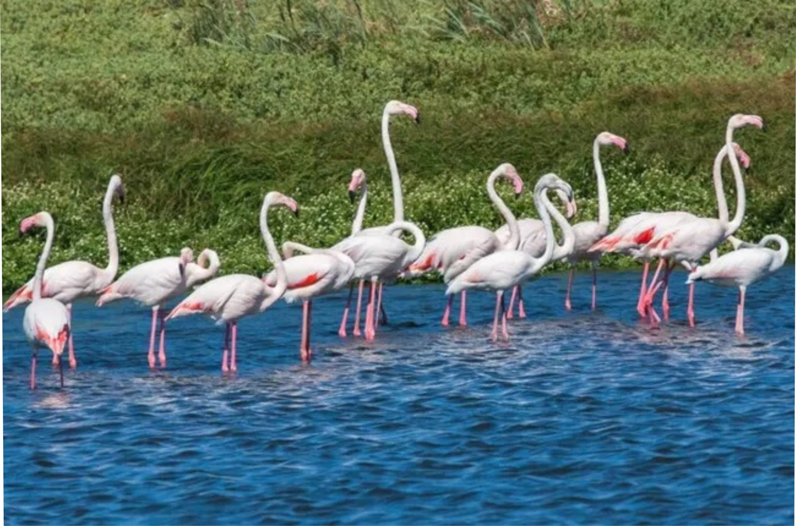 flamingos