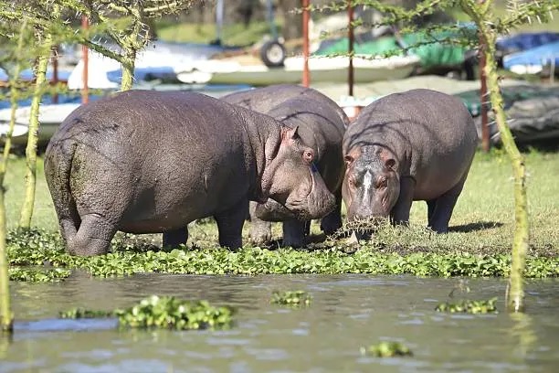 hippos j