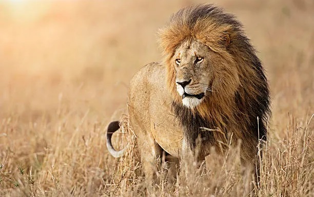 mufasa1